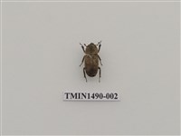 藏品(鏽鍬形蟲)的圖片